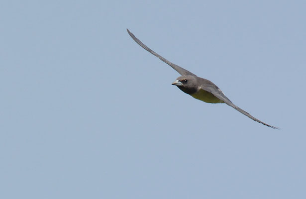 WEISSBAUCH-SCHWALBENSTAR, WHITE-BREASTED WOODSWALLOW, ARTAMUS LEUCORYNCHUS
