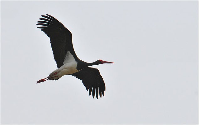 SCHWARZSTORCH, BLACK STORK, CICONIA NIGRA