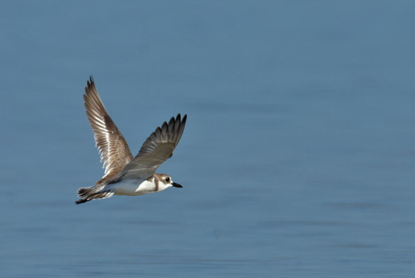 WÜSTENREGENPFEIFER, GREATER SAND PLOVER, CHARADRIUS LESCHENAULTII