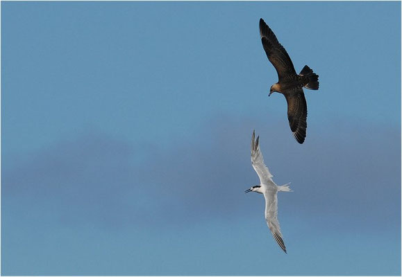 SCHMAROTZERRAUBMÖWE,  ARCTIC SKUA,  STERCORARIUS PARASITICUS