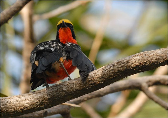 GOLDSCHEITELWÜRGER, YELLOW-CROWNED GONOLEK, LANIARIUS BARBATUS