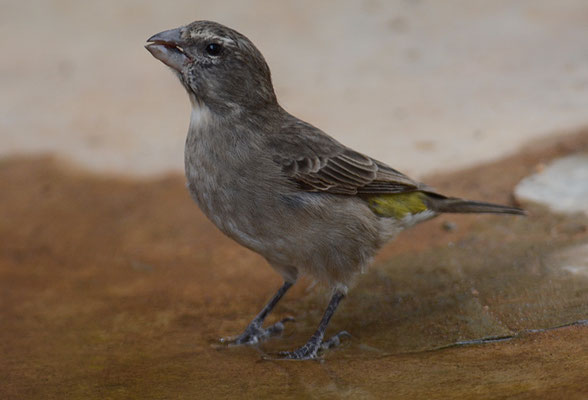 WEISSKEHLGIRLITZ, WHITE-THROATED CANARY, CRITHAGRA ALBOGULARIS