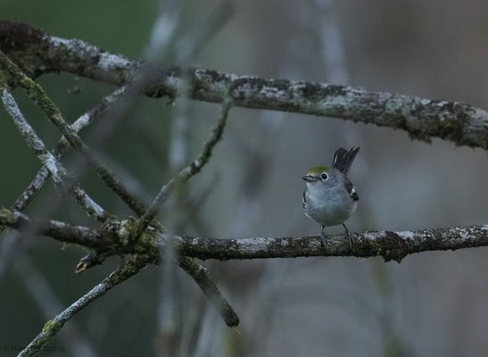 GELBSCHEITELWALDSÄNGER, CHESTNUT-SIDED WARBLER, DENDROICA PENSYLVANICA