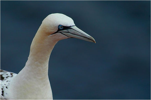 BASSTÖLPEL, GANNET, MORUS BASSANUS