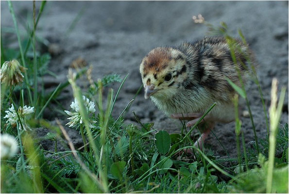 REBHUHN, GREY PARTRIDGE, PERDIX PERDIX