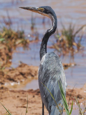 Schwarzhalsreiher, Black-headed heron - Ardea melanocephala