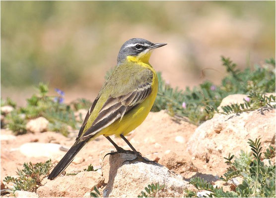 DOMBROWSKII-SCHAFSTELZE, YELLOW WAGTAIL ´DOMBROWSKII´, MOTACILLA FLAVA DOMBROWSKII