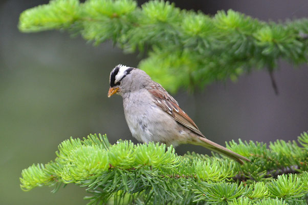 DACHSAMMER, WHITE-CROWNED SPARROW, ZONOTRICHIA LEUCOPHRYS