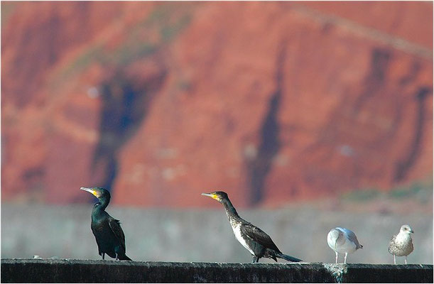 KORMORAN, GREAT CORMORANT, PHALACROCORAX CARBO