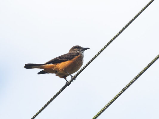 STREIFENKEHL-BUSCHTYRANN, STREAK-THROATED BUSH-TYRANT - MYIOTHERETES STRIATICOLLIS