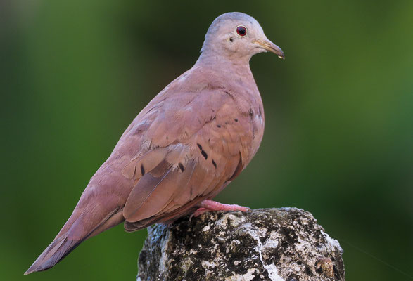 ROSTTÄUBCHEN, RUDDY GROUND DOVE, COLUMBINA TALPACOTI