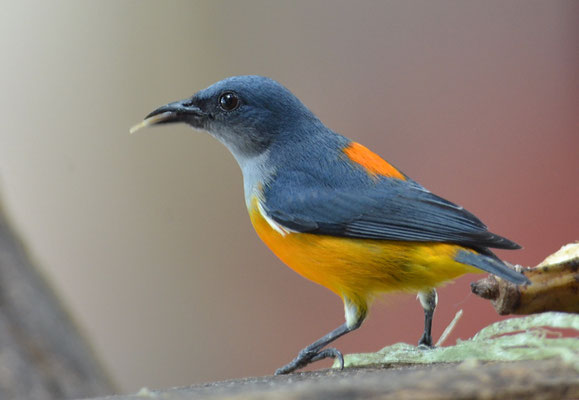 ORANGEBAUCH-MISTELFRESSER, ORANGE-BELLIED  FLOWERPECKER, DICAEUM TRIGONOSTIGMA - THAILAND