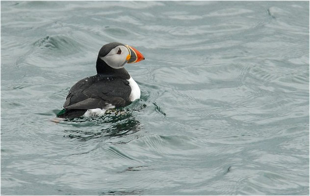 PAPAGEITAUCHER, ATLANTIC PUFFIN, FRATERCULA ARCTICA