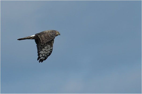 KORNWEIHE, HEN HARRIER, CIRCUS CYANCUS
