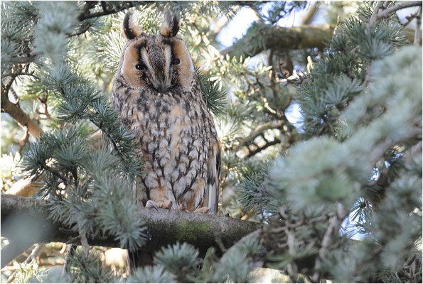 WALDOHREULE, LONG-EARED OWL, ASIO OTUS
