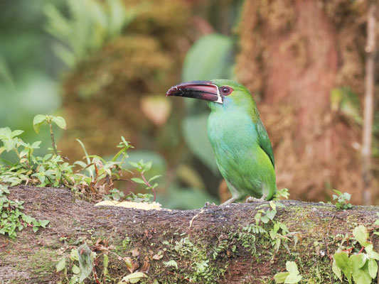 Blutbürzelarassari, Crimson-rumped Toucanet - Aulacorhynchus haematopygus