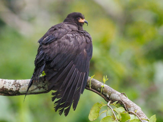 Schneckenweih, Snail Kite - Rostrhamus sociabilis
