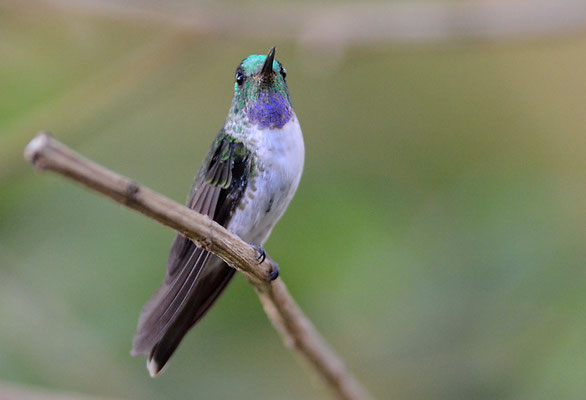 VULKANELFE, VOLCANO HUMMINGBIRD, SELASPHORUS FLAMMULA