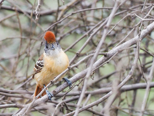 Fleckengesicht-Ameisenwürger, Collared Antshrike - Thamnophilus bernardi