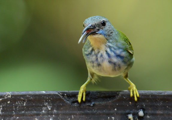 Azurnaschvogel, Shining honeycreeper, Cyanerpes lucidus