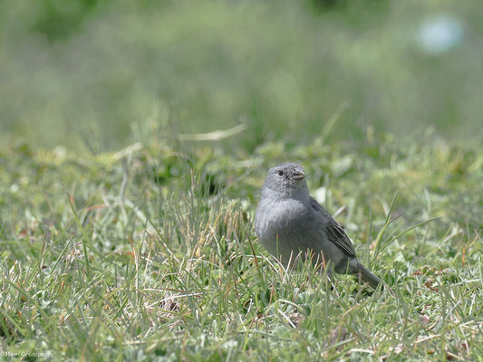 BLEIAMMER-TANGARE, PLUMBEOUS SIERRA-FINCH - PHRYGILUS UNICOLOR