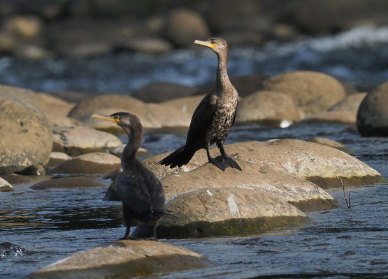 OLIVENSCHARBE, NEOTROPIC CORMORANT, PHALACROCORAX BRASILIANUS
