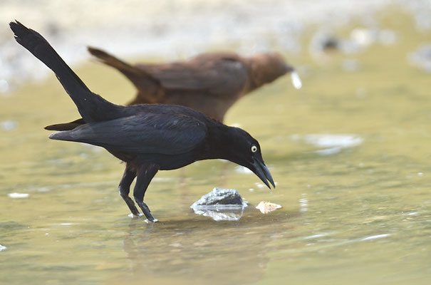 TRAUERGRACKEL, CARIB GRACKLE, QUISCALUS LUGUBRIS