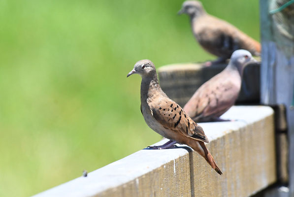 ROSTTÄUBCHEN, RUDDY GROUND-DOVE, COLUMBINA TALPACOTI