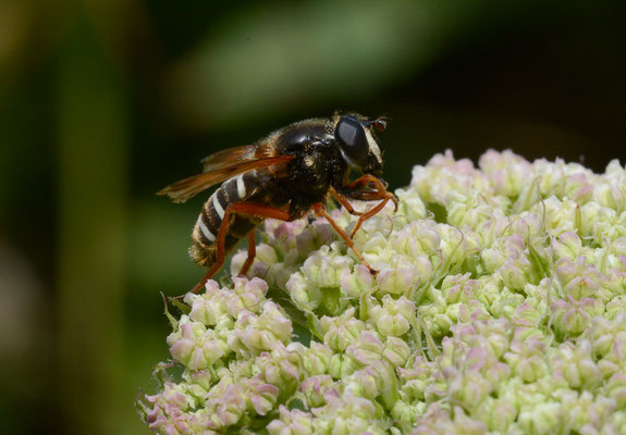 WEISSBAND-TORFSCHWEBFLIEGE,  SERICOMYIA LAPPONA