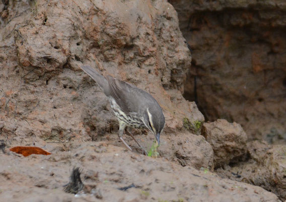 UFERWALDSÄNGER, NORTHERN WATERTRUSH, SEIURUS NOVEBORACENSIS