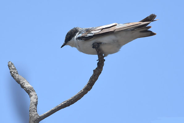CAYENNESCHWALBE, WHITE-WINGED SWALLOW, TACHYCINETA ALBIVENTER