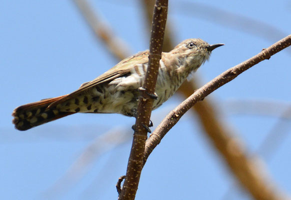 SUNDA-KUCKUCK, SUNDA CUCKOO, CUCULUS LEPIDUS