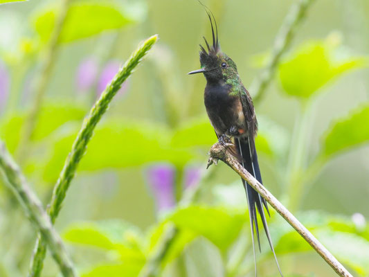 HAUBENFADENELFE, WIRE-CRESTED THORNTAIL - DISCOSURA POPELAIRII