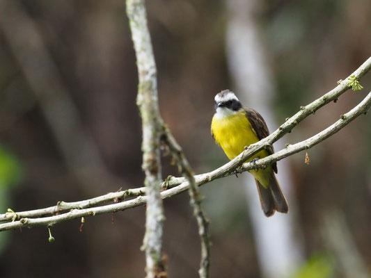 ROSTSCHWINGEN-MASKENTYRANN, RUSTY-MARGINED FLYCATCHER - MYIOZETETES CAYANENSIS