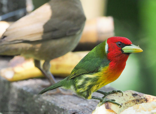 ANDENBARTVOGEL, RED-HEADED BARBET, EUBUCCO BOURCIERII 