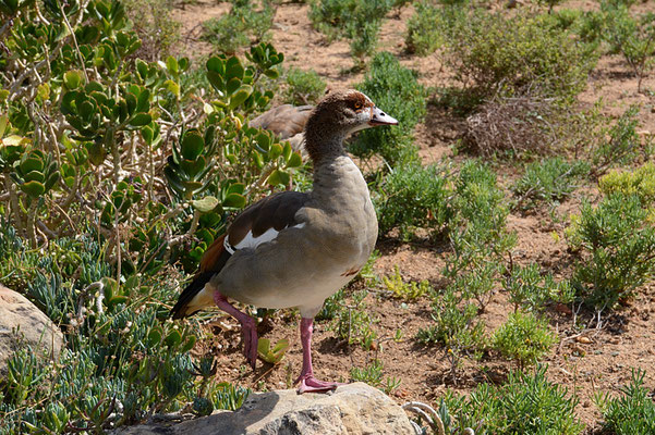 NILGANS, EGYPTIAN GOOSE. ALOPOCHEN AEGYPTIACA