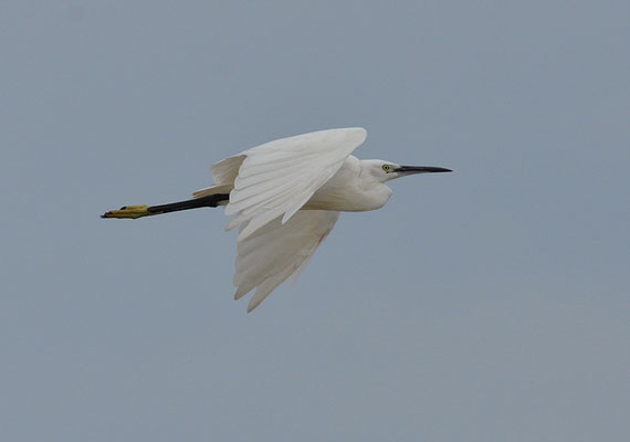 SEIDENREIHER, LITTLE EGRET, EGRETTA GARZETTA