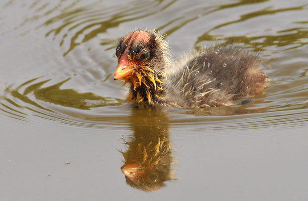 KAMMBLÄSSRALLE, RED-KNOBBED COOT, FULICA CRISTATA