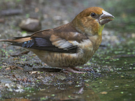 KERNBEISSER, HAWFINCH, COCCOTHRAUSTES  COCCOTHRAUSTES
