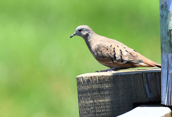 ROSTTÄUBCHEN, RUDDY GROUND-DOVE, COLUMBINA TALPACOTI