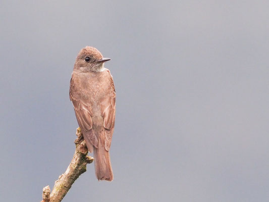 Östlicher Waldtyrann, Eastern Wood-Pewee - Contopus virens