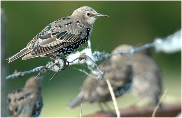 STAR, STARLING, STURNUS VULGARIS