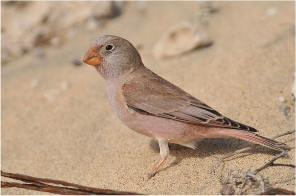 WÜSTENGIMPEL, TRUMPETER FINCH, BUCANETES GITHAGINEUS