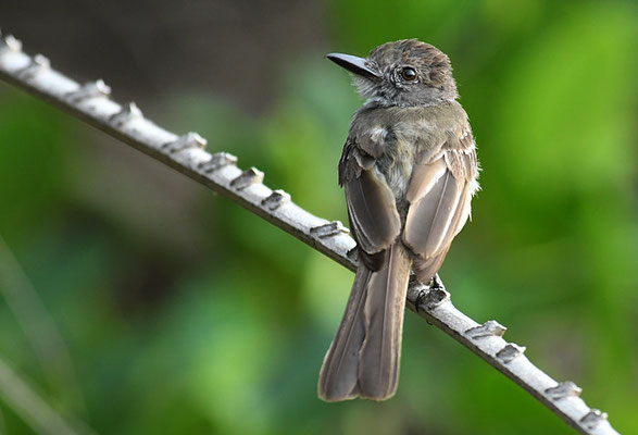 KURZSCHOPFTYRANN, SHORT-CRESTED FLYCATCHER, MYIARCHUS FEROX