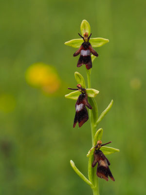 Fliegenragwurz (Ophrys insectifera)