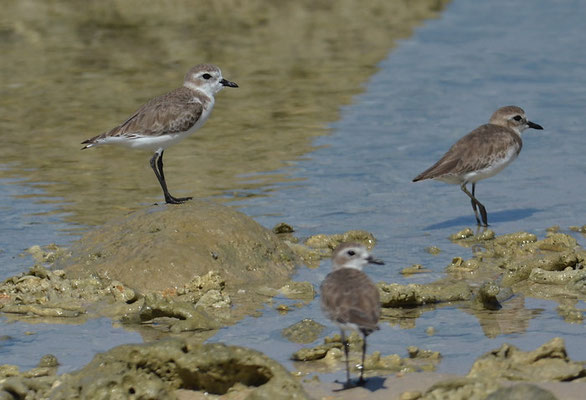 MONGOLENREGENPFEIFER, LESSER SAND PLOVER, CHARADRIUS MONGOLUS