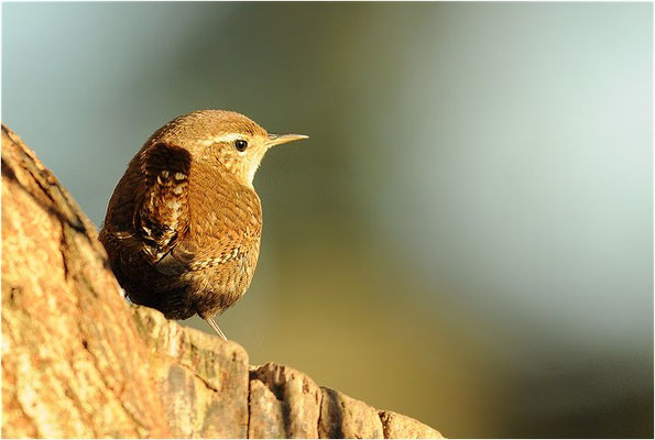 ZAUNKÖNIG, WREN, TROGLODYTES TROGLODYTES