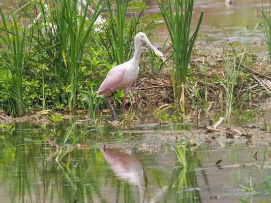 Rosalöffler, Roseate Spoonbill - Platalea ajaja