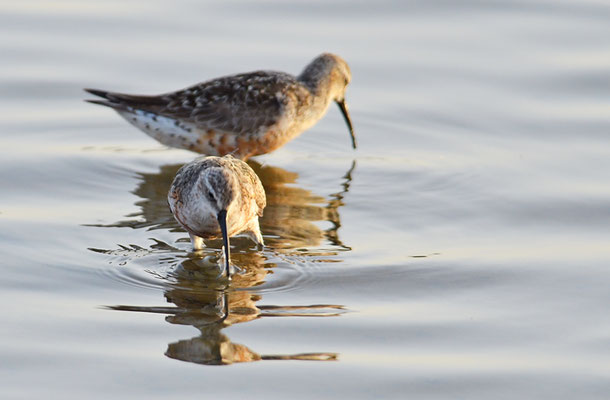 SICHELSTRANDLÄUFER, CURLEW SANDPIPER, CALIDRIS FERRUGINEA