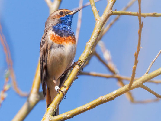 Blaukehlchen, bluethroat, luscinia svecica 
